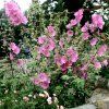 lavatera1
