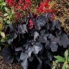 Heuchera Black Forest Cake