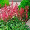 Heuchera Paris
