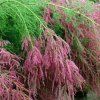 Tamarix ramosissima Rubra