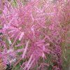 tamarix ramosissima pink cascade