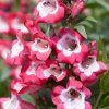 penstemon rose