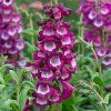 penstemon violet