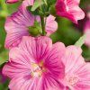 lavatera clementii burgundy
