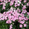 Cornus kousa Satomi