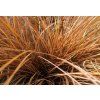 carex comans milk chocolat