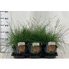 festuca sunrice