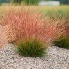 festuca sunrice1