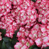 Hydrangea Beauty of Boskoop