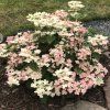 hydrangea switch ophelia