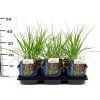 Molinia cae. Heidebraut