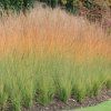 Molinia cae. Heidebraut