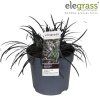ophiopogon