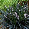 Ophiopogon pla. Niger