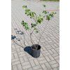 cercis s