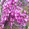 cercis