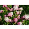 Hydrangea paniculata Pinklight