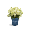 littlelight