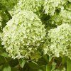 Hydrangea paniculata GreenLight