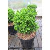 Cryptomeria japonica green pearl