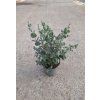 eucalyptus Guni