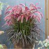 pennisetum tiny tails