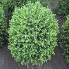Picea om. Karel 1080x810