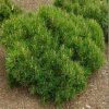 pinus mugo pumilio