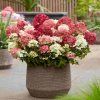 hydrangea groundbreaker ruby