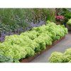 Hydrangea pan. Groundbreaker Greeny