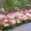 Hortenzie latnatá 'Groundbreaker Blush' (Hydrangea paniculata Groundbreaker® 'Blush')
