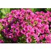 aster