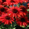 echinacea fountain red