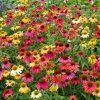 echinacea hybrida cheyenne spirit