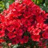 phlox paniculata flame red