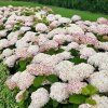 Hortenzie stromkovitá Candybelle® 'Marshmallow' (Hydrangea arborescens 'GRHYAR1406' PBR, šlechtitel Hoogenraad)