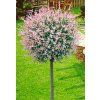 Salix integra Hakuro Nishiki kmínek 80cm