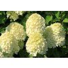 Hortenzie latnatá 'Bobo'®