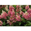 Hortenzie latnatá 'Candlelight'® (Hydrangea paniculata 'Hpopr013' PBR)