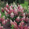 Hydrangea pan. Pinky Winky