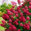 Hydrangea pan. Wim's Red