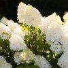 hydrangea paniculata living sugar rush