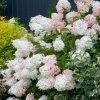 Hydrangea paniculata Phantom1