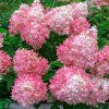 Hydrangea paniculata Pink Lady1