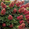 Hydrangea querc. Ruby Slippers