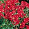 Rhododendron repens Scarlet Wonder