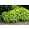 Rákosovka velká 'Aureola' (Hakonechloa macra 'Aureola')