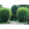 Ozdobnice čínská 'Zebrinus' (Miscanthus sinensis 'Zebrinus')