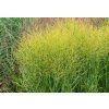 panicum Buffalo