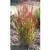 Proso prutnaté 'Sangria' (Panicum virgatum 'Sangria')